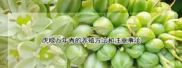 虎眼万年青的养殖方法和注意事项