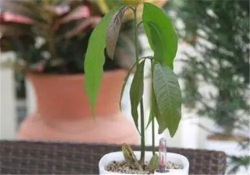 芒果仁怎么种成盆栽