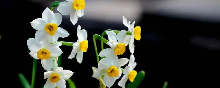 水仙花花语和象征，送水仙花代表什么含义