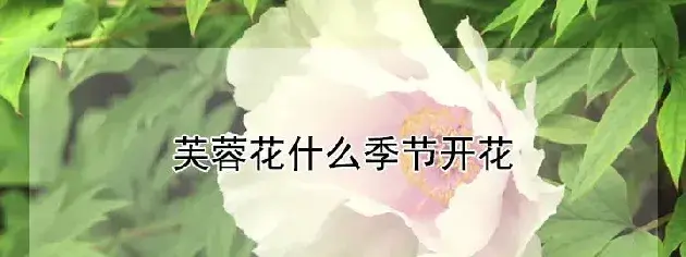 芙蓉花什么季节开花