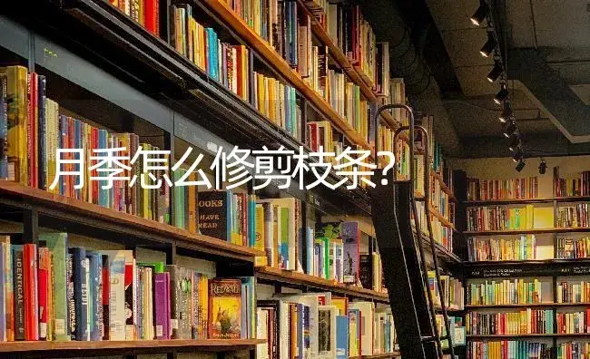 月季怎么修剪枝条？ | 绿植常识