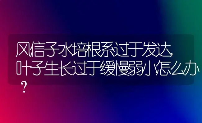 风信子水培根系过于发达,叶子生长过于缓慢弱小怎么办？ | 绿植常识