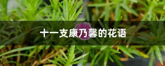 十一支康乃馨的花语