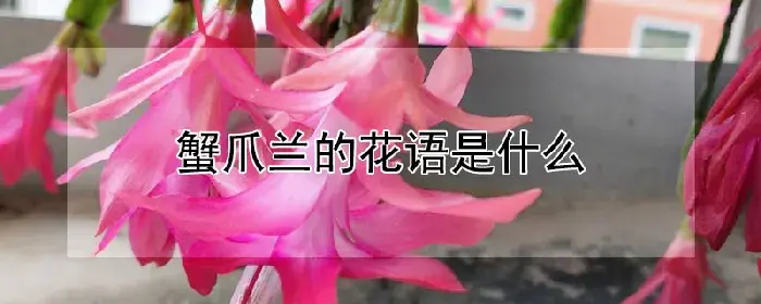 蟹爪兰的花语是什么