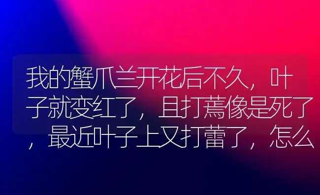 我的蟹爪兰开花后不久,叶子就变红了,且打蔫像是死了,最近叶子上又打蕾了,怎么办?怎么能让它叶子变绿？ | 多肉养殖