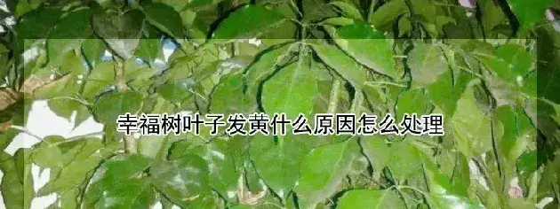 幸福树叶子发黄什么原因怎么处理