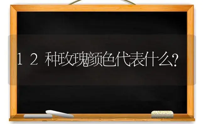 12种玫瑰颜色代表什么？ | 绿植常识