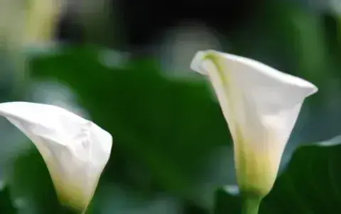 夏天不能多浇水的几种花