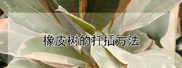 橡皮树的扦插方法