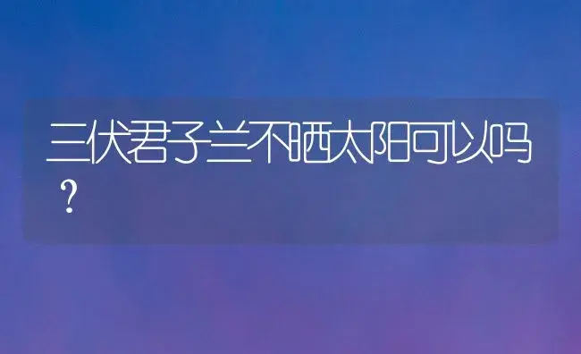 三伏君子兰不晒太阳可以吗？ | 绿植常识