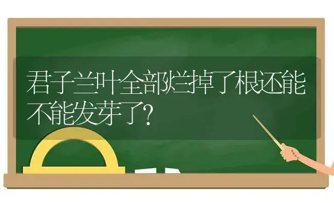 君子兰叶全部烂掉了根还能不能发芽了？ | 绿植常识