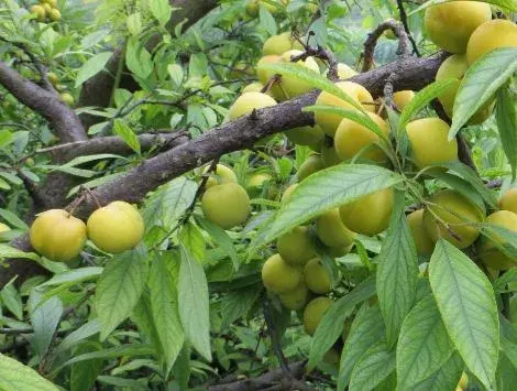 李子树的种植技术要点介绍