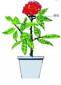 栀子花怎么修叶子？