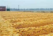 中国粮食改革不利于国际玉米出口国