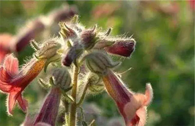 熟地黄的种植技术