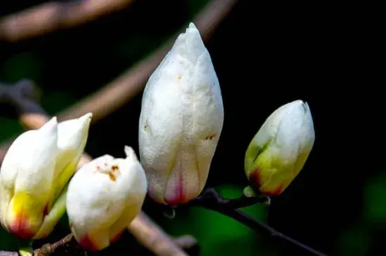 白玉兰的花语及象征意义，象征纯洁的爱与真挚友情