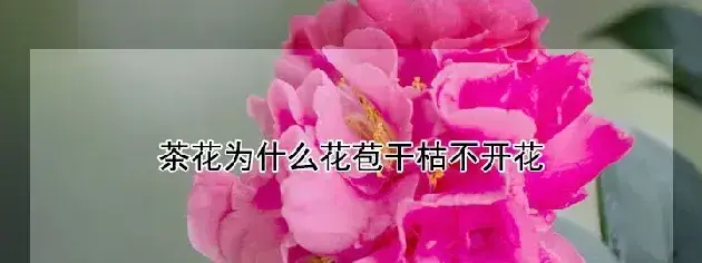 茶花为什么花苞干枯不开花