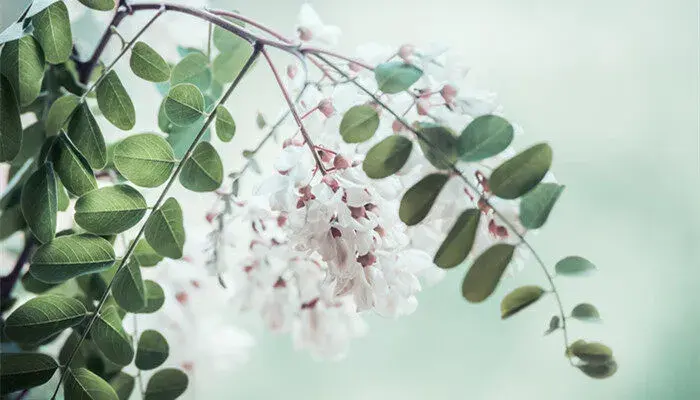 刺槐花语 刺槐花语是什么