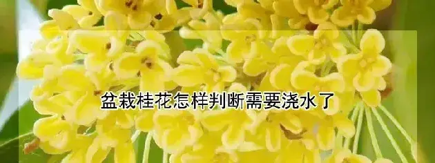 盆栽桂花怎样判断需要浇水了