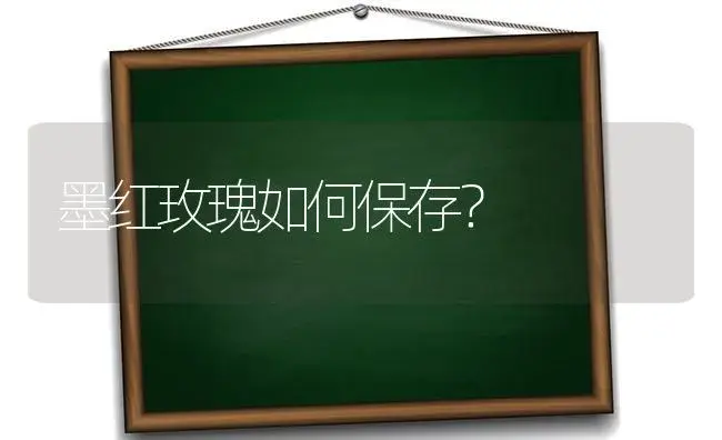 墨红玫瑰如何保存？ | 绿植常识