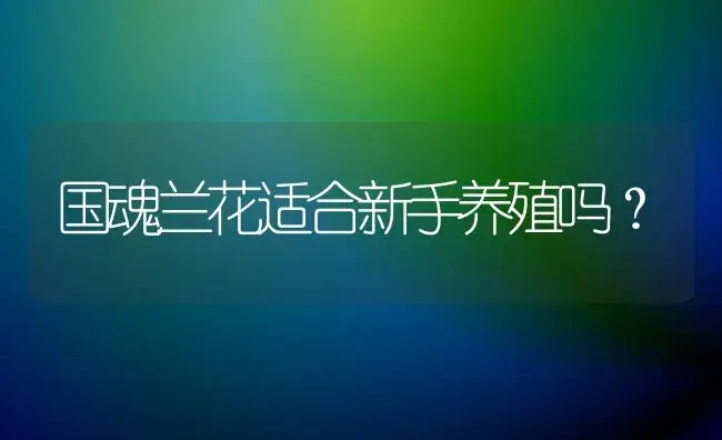 国魂兰花适合新手养殖吗？ | 家庭养花