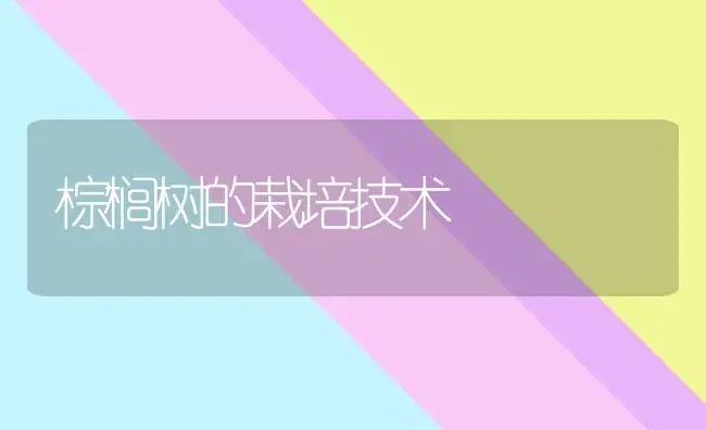 棕榈树的栽培技术 | 家庭养花