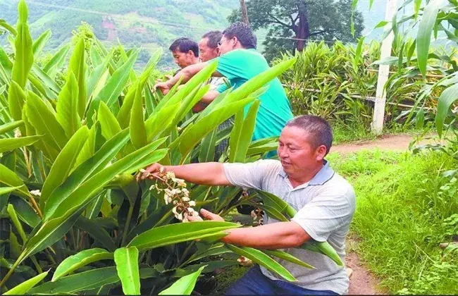 砂仁的栽培条件