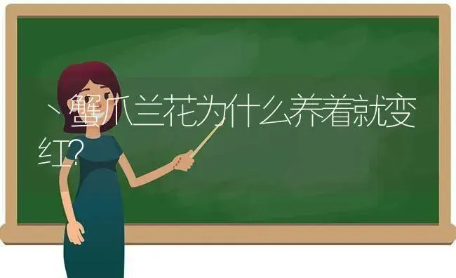 丶蟹爪兰花为什么养着就变红？ | 多肉养殖