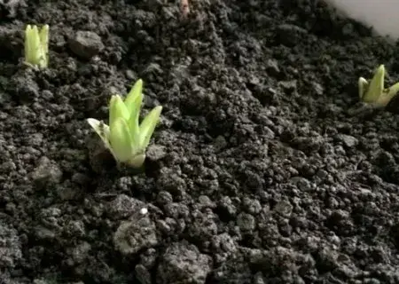 花卉果蔬盆景 | 盆栽百合花种植方法