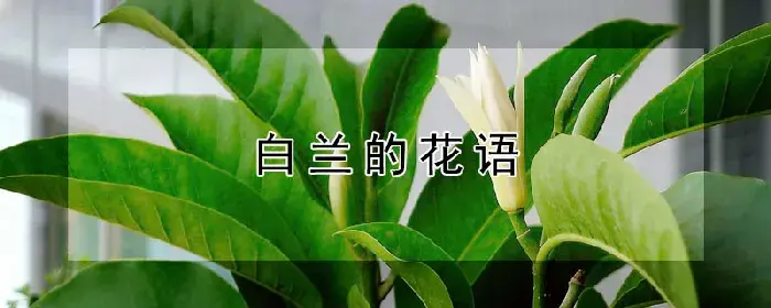 白兰的花语