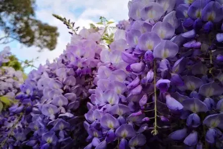 紫藤的花语和寓意，有什么传说故事