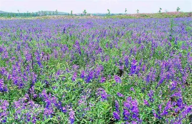 黄芩栽培技术