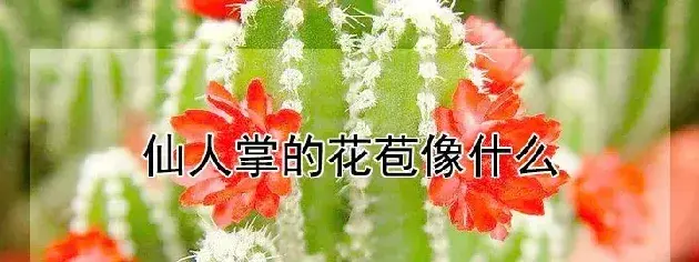 仙人掌的花苞像什么