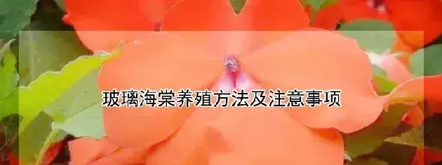 玻璃海棠养殖方法及注意事项