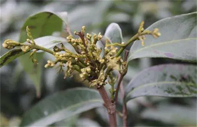 怎样促使龙眼花芽分化