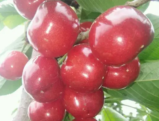 “水果贵族”樱桃的成熟季节是什么时候？
