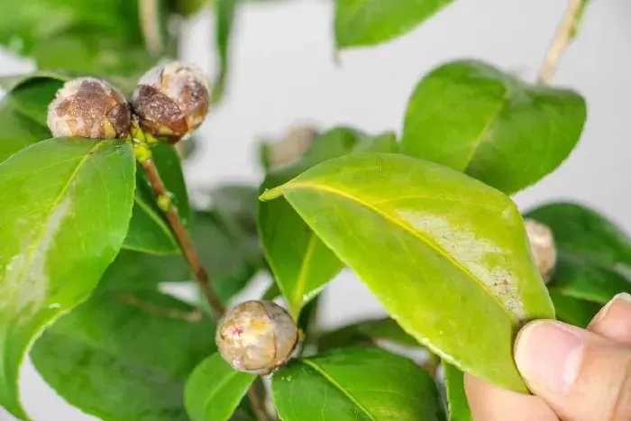 山茶花介壳虫怎样防治？山茶花介壳虫防治措施