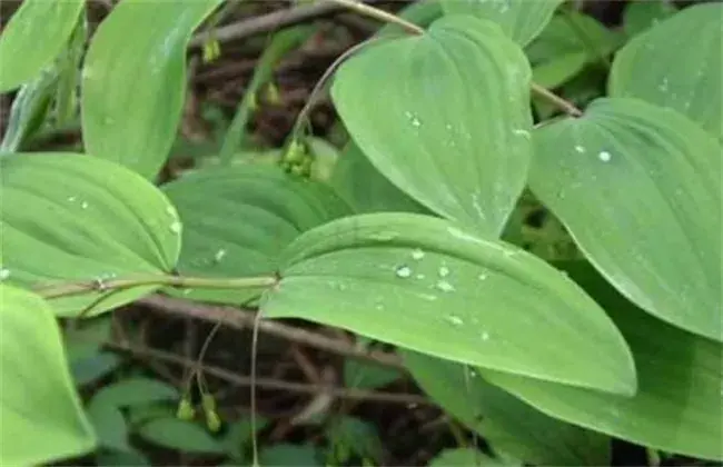 黄精的繁育办法