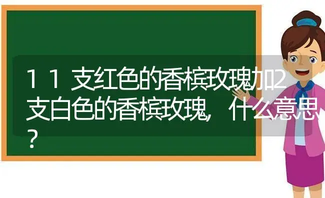 11支红色的香槟玫瑰加2支白色的香槟玫瑰,什么意思？ | 绿植常识