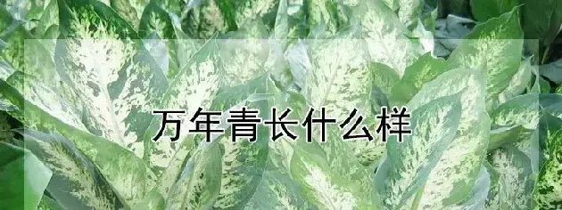 万年青长什么样