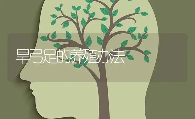 旱弓足的养殖办法 | 特种种植