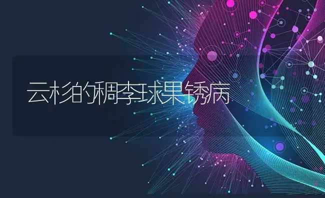 云杉的稠李球果锈病 | 特种种植