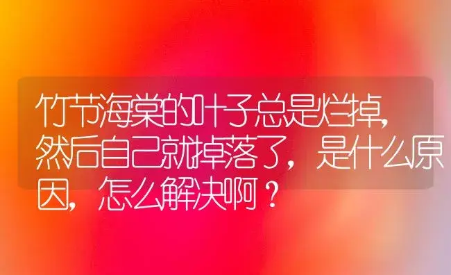 竹节海棠的叶子总是烂掉，然后自己就掉落了，是什么原因，怎么解决啊？ | 绿植常识