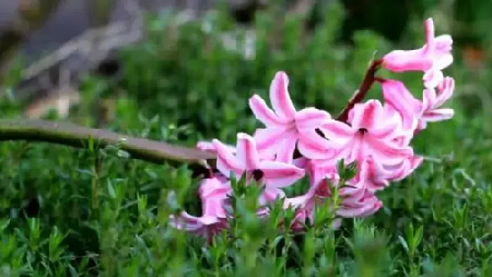 风信子花语