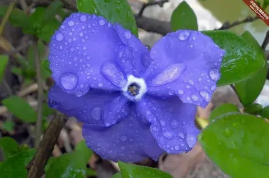 鸳鸯茉莉花语：爱我,见异思迁