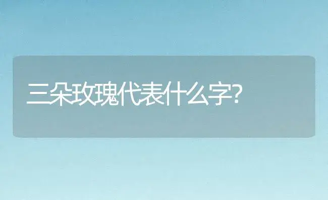 三朵玫瑰代表什么字？ | 绿植常识