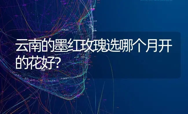 云南的墨红玫瑰选哪个月开的花好？ | 绿植常识