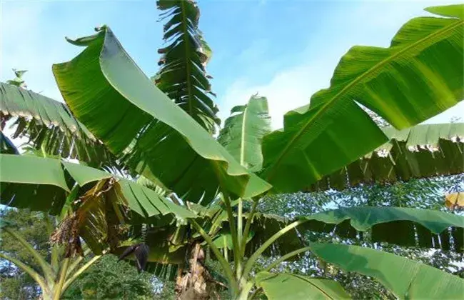 芭蕉怎么栽培