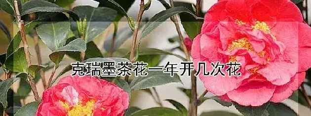 克瑞墨茶花一年开几次花