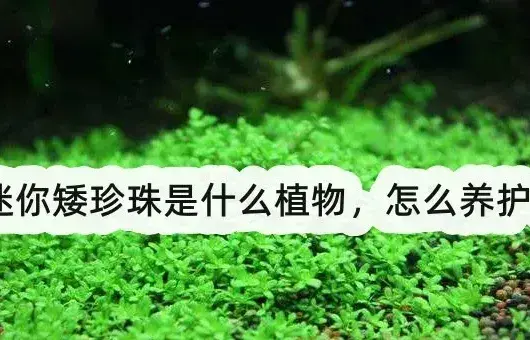 迷你矮珍珠是什么植物，怎么养护？